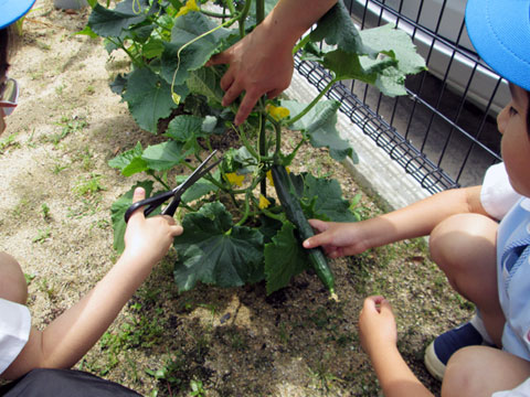 すみれ幼稚園 園長先生・採用担当からのメッセージ
