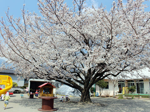 桜ヶ丘保育園