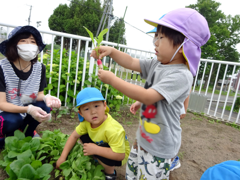 社会福祉法人豊浦青空福祉会 認定こども園青空/青空キッズクラブ 園長先生・採用担当からのメッセージ